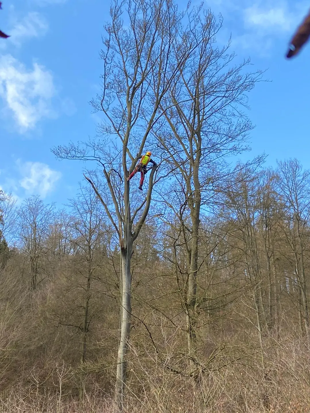 Mitarbeiter mit Steigtechnik in einer hohen, freigestellten Baumkrone