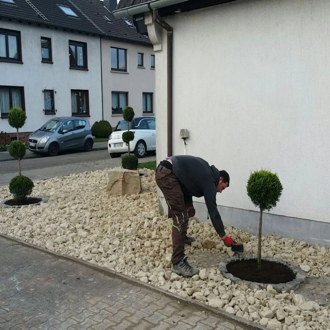 Mitarbeiter beim Setzen eines Formgehölzes in eine frisch angelegte Zierkiesfläche