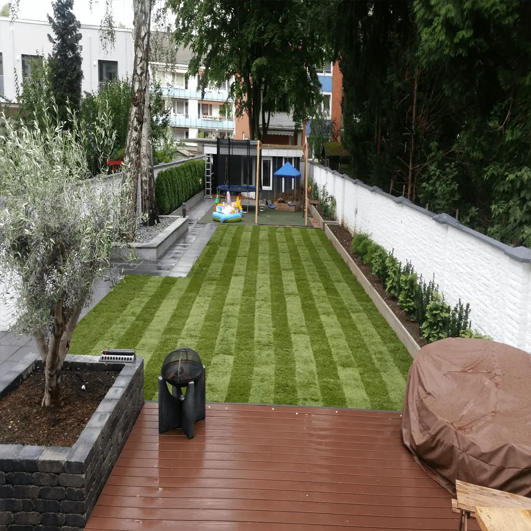 Neu angelegter Garten in Bottrop: gestreifter Rollrasen zwischen Pflanzbeeten, Holzdeck im Vordergrund, Olivenbaum im Steinhochbeet