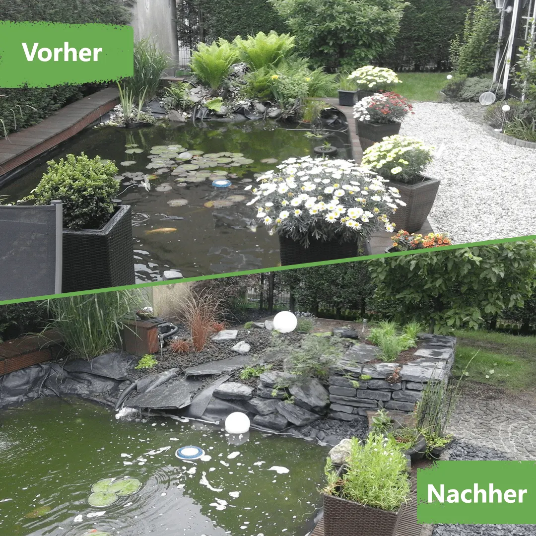 Vorher-Nachher: Teichsanierung von einer grünen Algenfläche zum bepflanzten Gartenteich